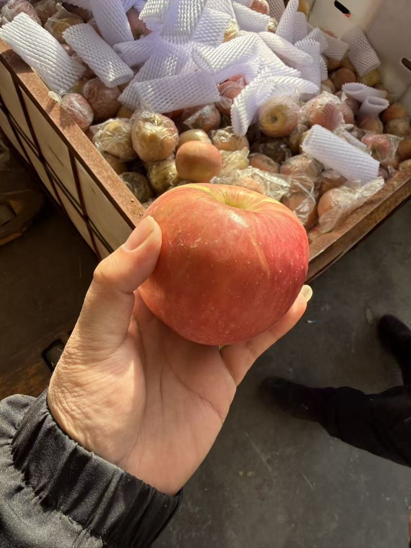咸阳红富士，精品红富士，现货速发，保质保量欢迎老板选购