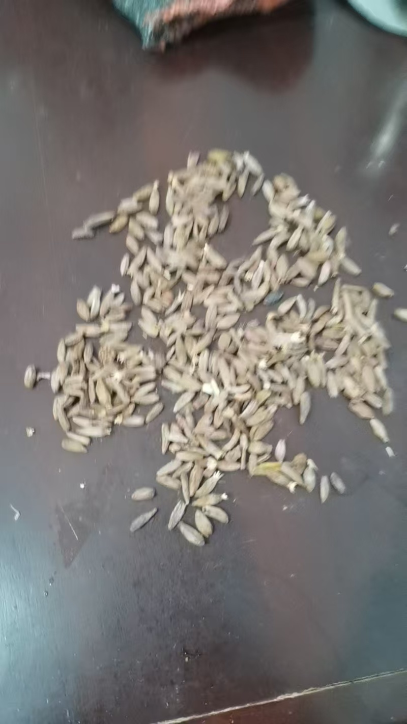 【白术种子】块茎质量保证/产地直发/诚信为本/来电洽谈
