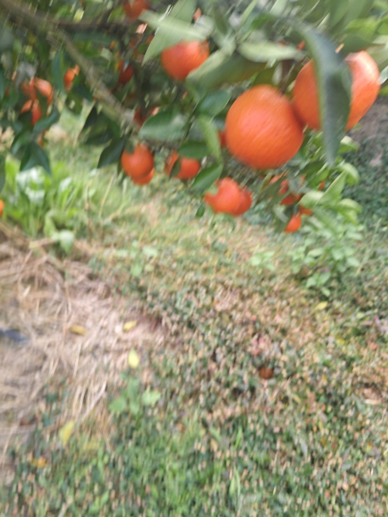 热卖广西东方红蜜桔产地发货量大从优欢迎电联