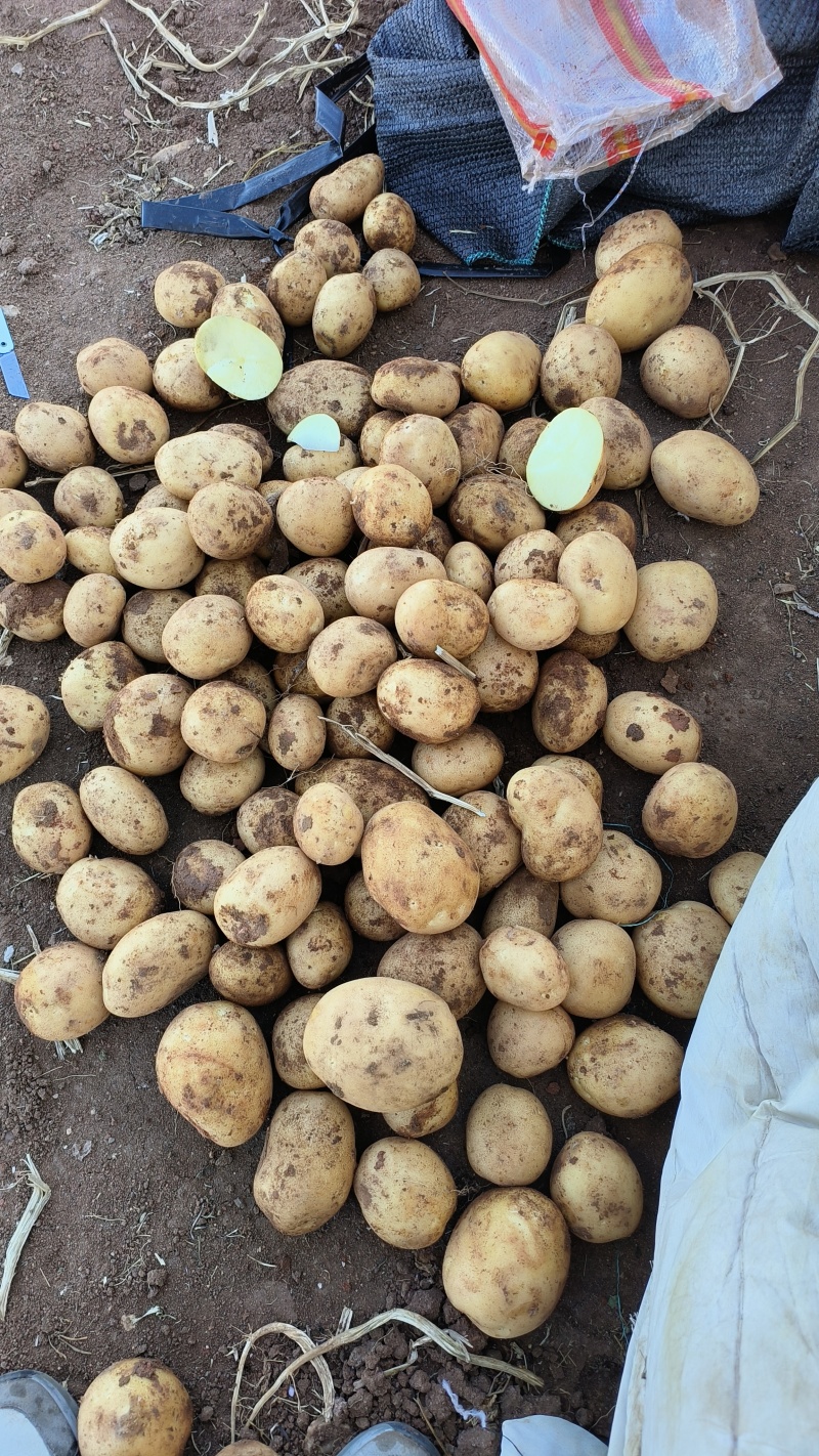 黄心土豆内蒙古土豆武川县土豆基地直发价格实惠欢迎老板联系