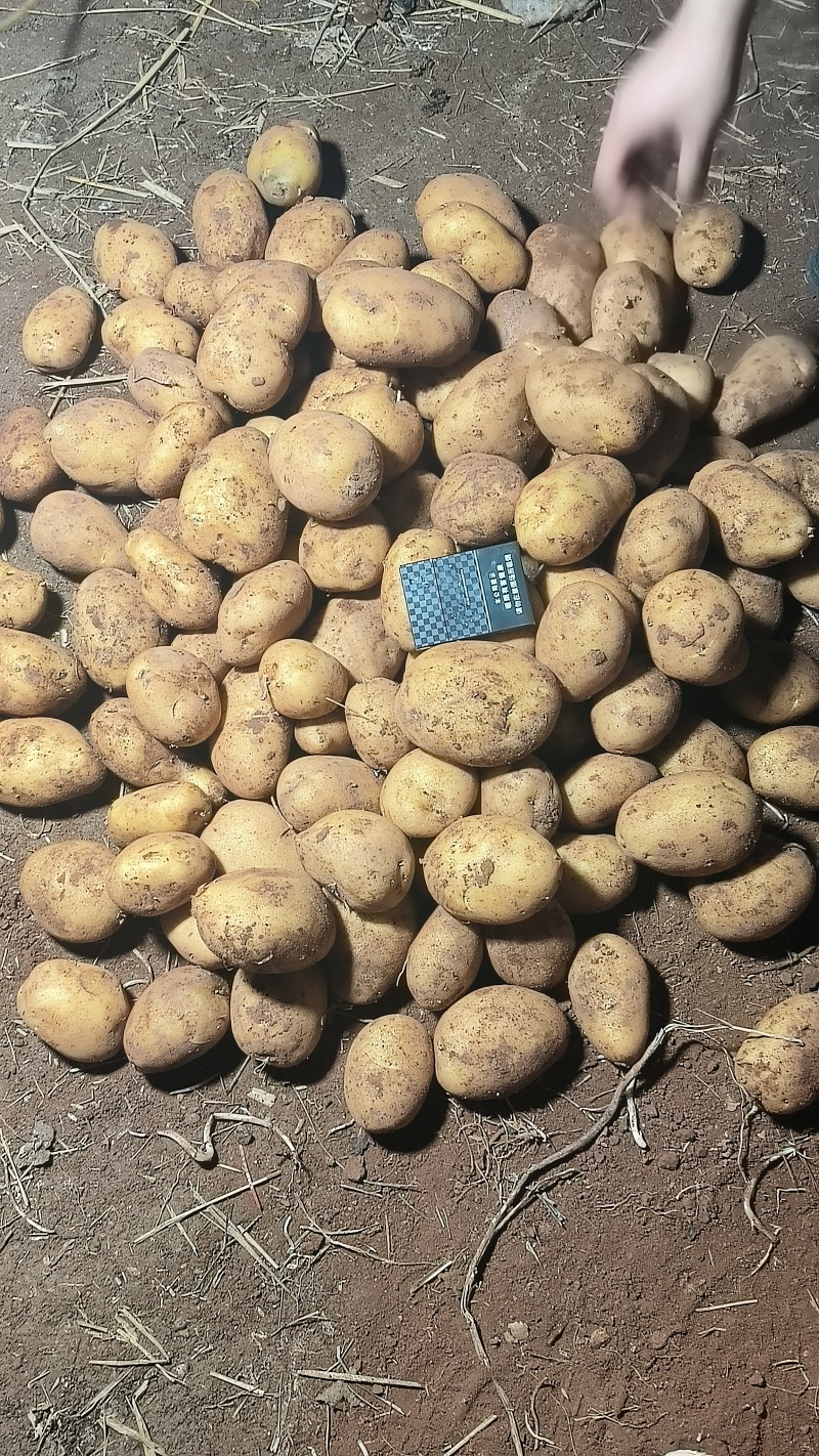 黄心V7土豆口感好基地直发内蒙古土豆价格实惠品质保障