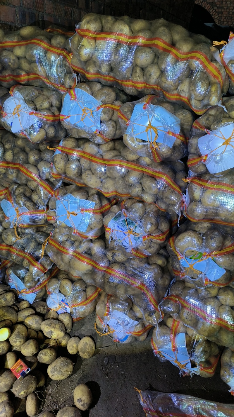 黄心V7土豆口感好基地直发内蒙古土豆价格实惠品质保障