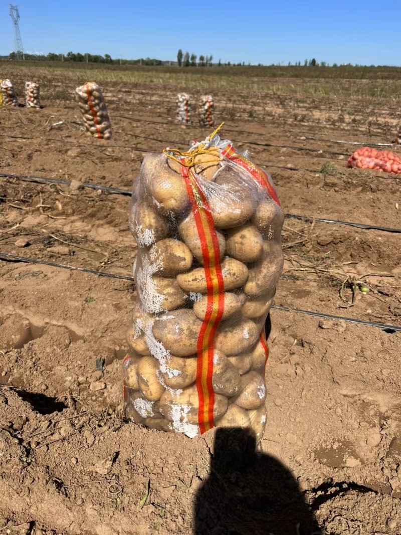 黄心V7土豆口感好基地直发内蒙古土豆价格实惠品质保障