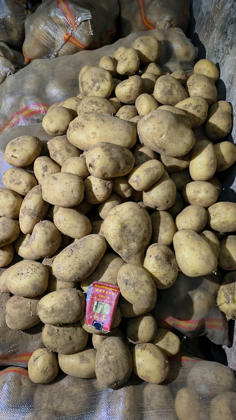 黄心V7土豆口感好基地直发内蒙古土豆价格实惠品质保障