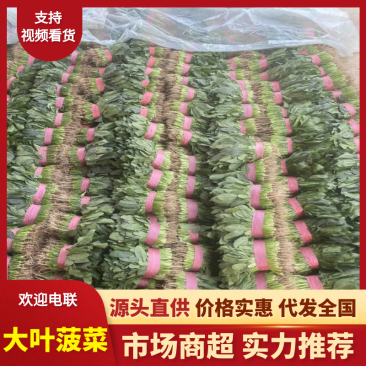 【优质】精品大叶菠菜产地直供一手货源适合市场电商全国发货