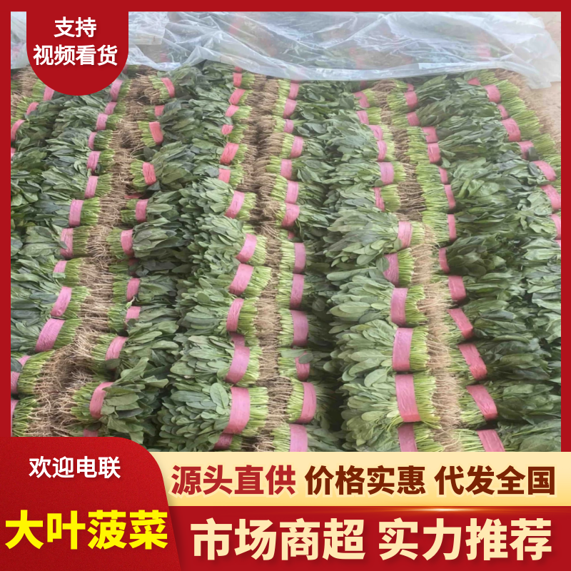 【优质】精品大叶菠菜产地直供一手货源适合市场电商全国发货