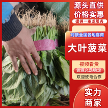 【热卖中】大叶菠菜油亮型诚信为本视频看货一手货源等您来电