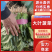 【热卖中】大叶菠菜油亮型诚信为本视频看货一手货源等您来电