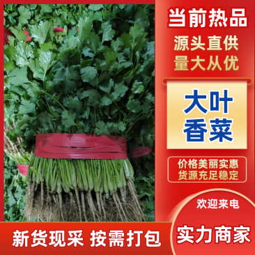 【优质大叶香菜】香菜产地直供质量保证诚信经营量大从优