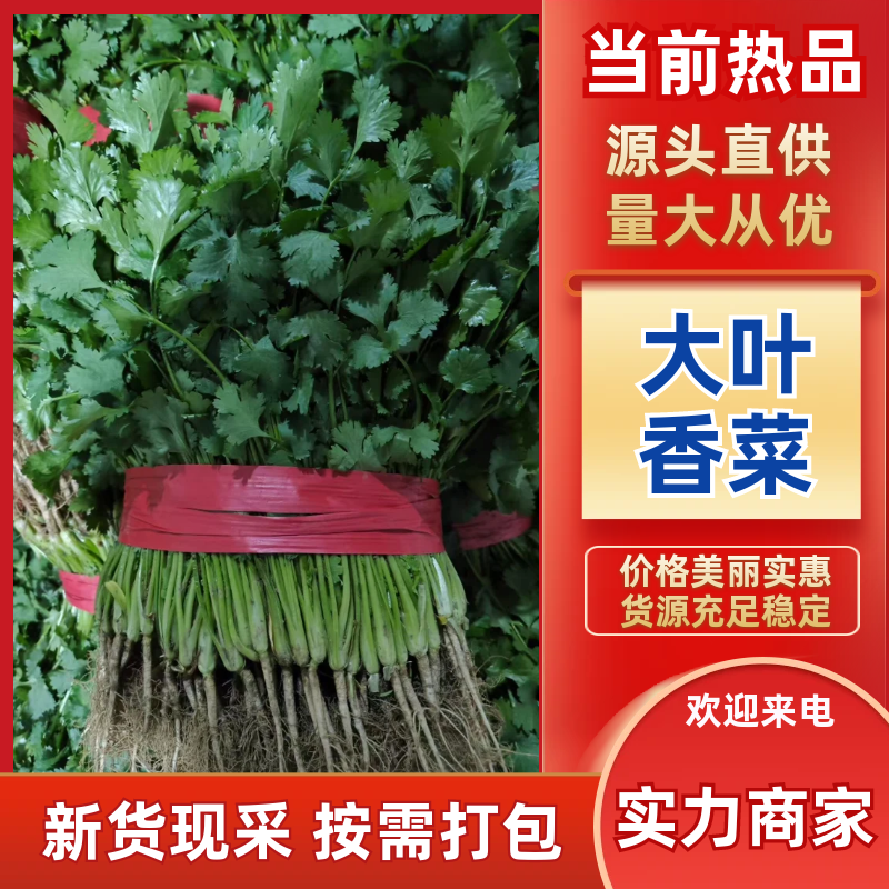 【优质大叶香菜】香菜产地直供质量保证诚信经营量大从优