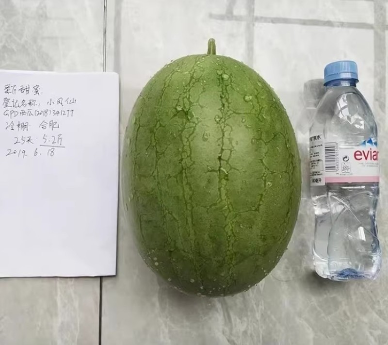 新甜小凤仙西瓜种子改良黄瓤小西瓜早熟绿核桃皮黄肉西瓜种子