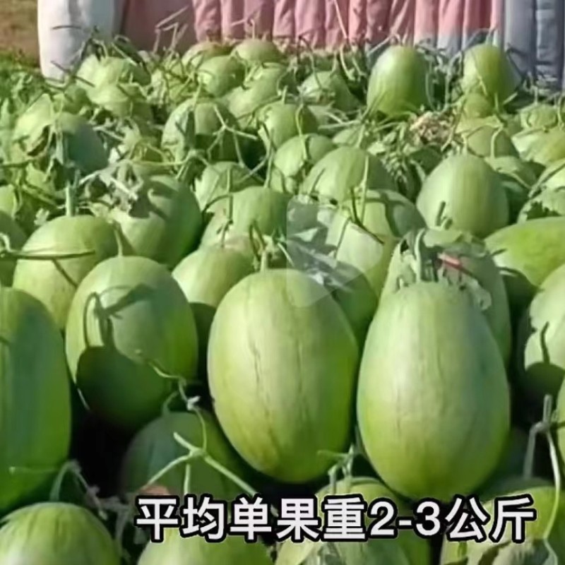 新甜小凤仙西瓜种子改良黄瓤小西瓜早熟绿核桃皮黄肉西瓜种子