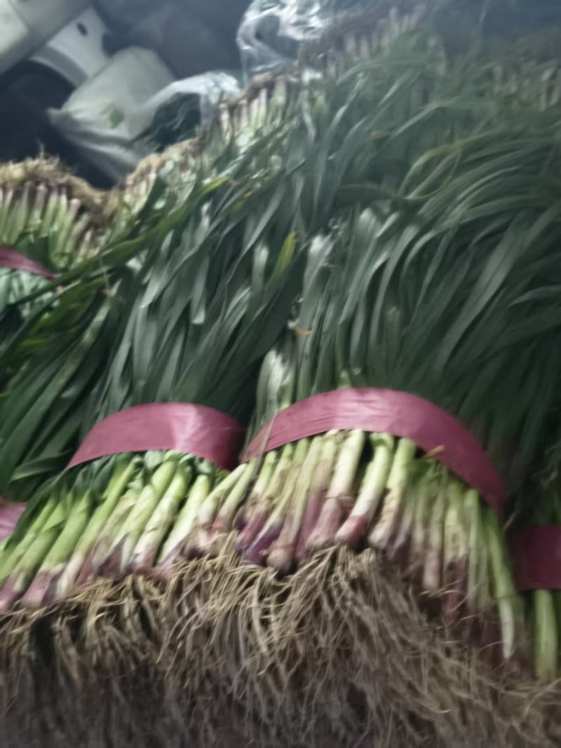 河南蒜苗精品红根蒜苗对接电商市场商超可视频看货