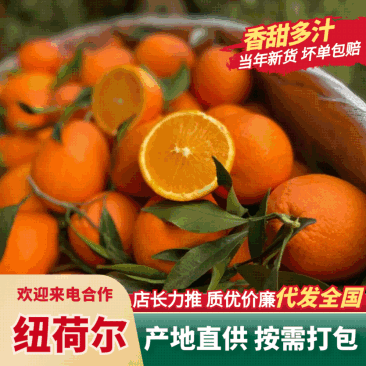 秭归纽荷尔口感纯甜爆汁，一手货源保证质量