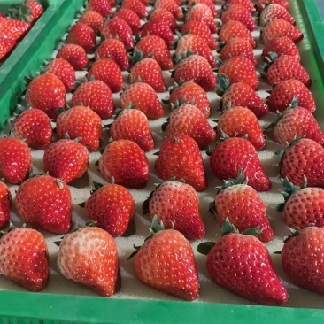 优选红颜草莓大量发货质量保证价格合理欢迎进店联系