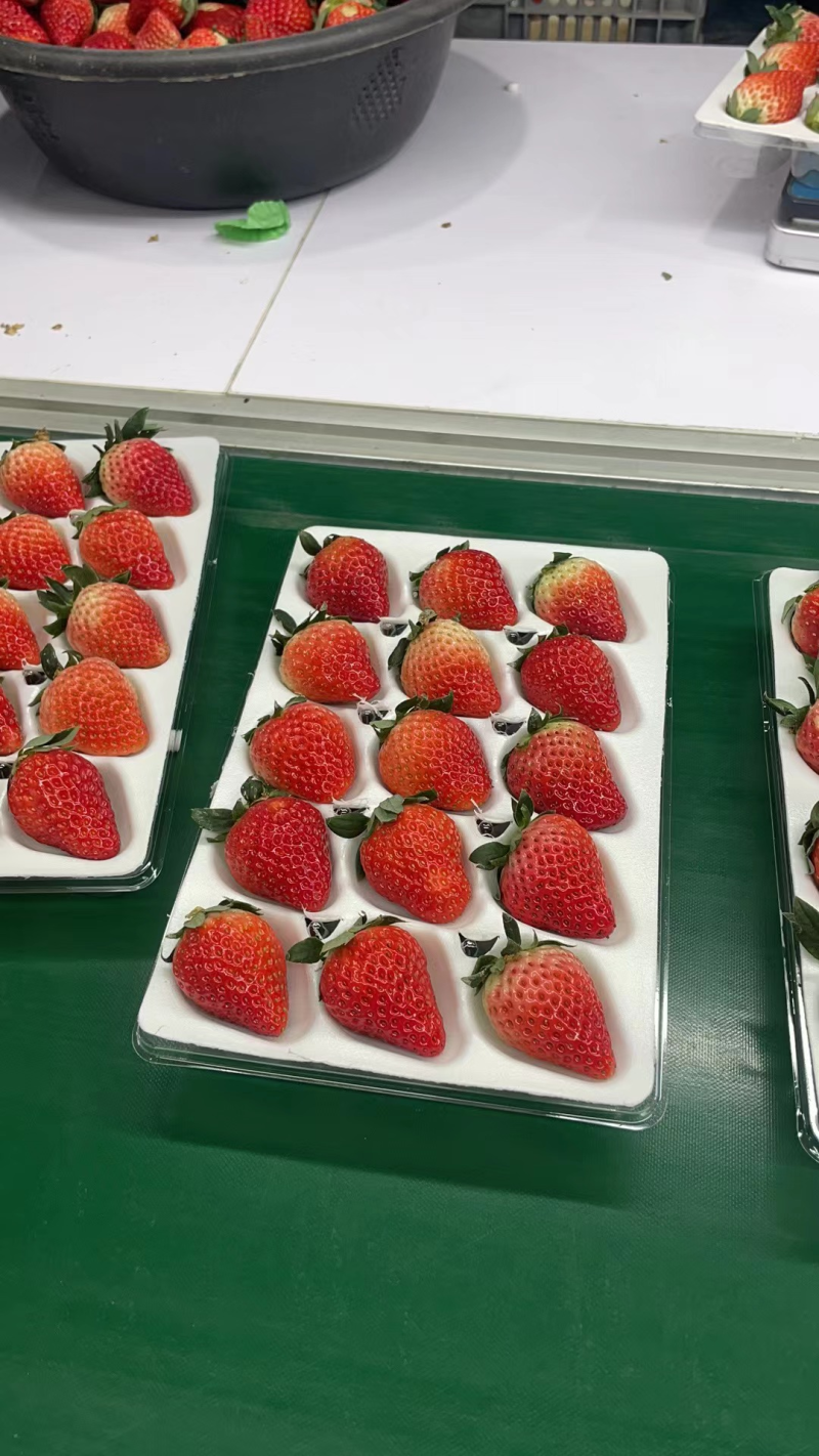 优选红颜草莓大量发货质量保证价格合理欢迎进店联系