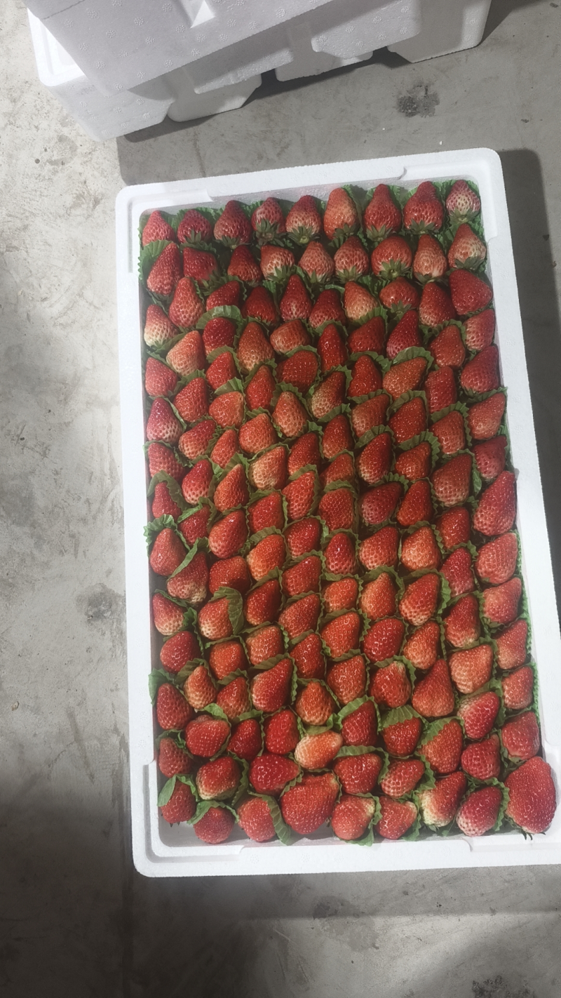 优选红颜草莓大量发货质量保证价格合理欢迎进店联系
