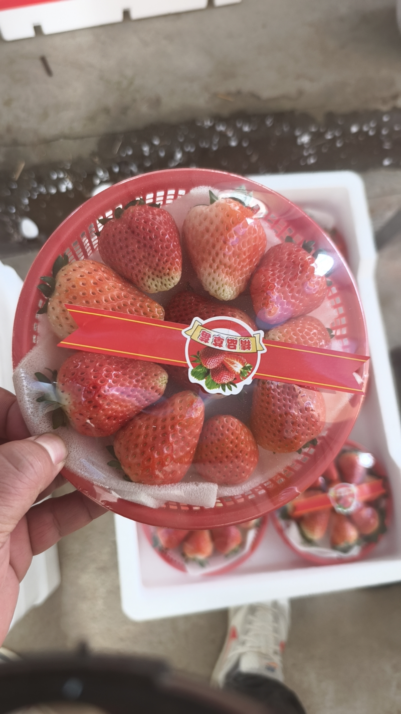 优选红颜草莓大量发货质量保证价格合理欢迎进店联系