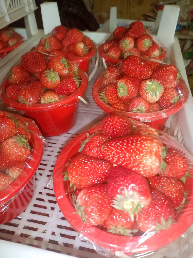 优选红颜草莓大量发货质量保证价格合理欢迎进店联系