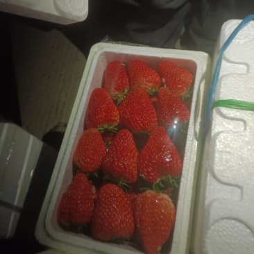 红颜草莓精品发货价格合理有要的老板进店联系我