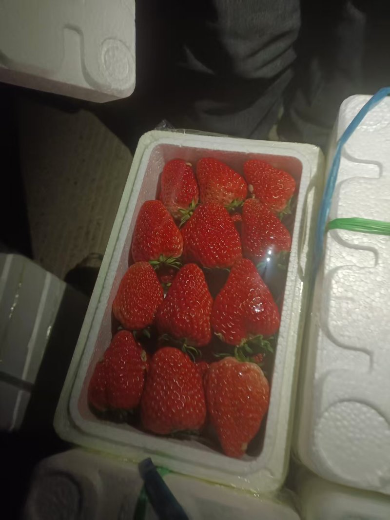 红颜草莓精品发货价格合理有要的老板进店联系我
