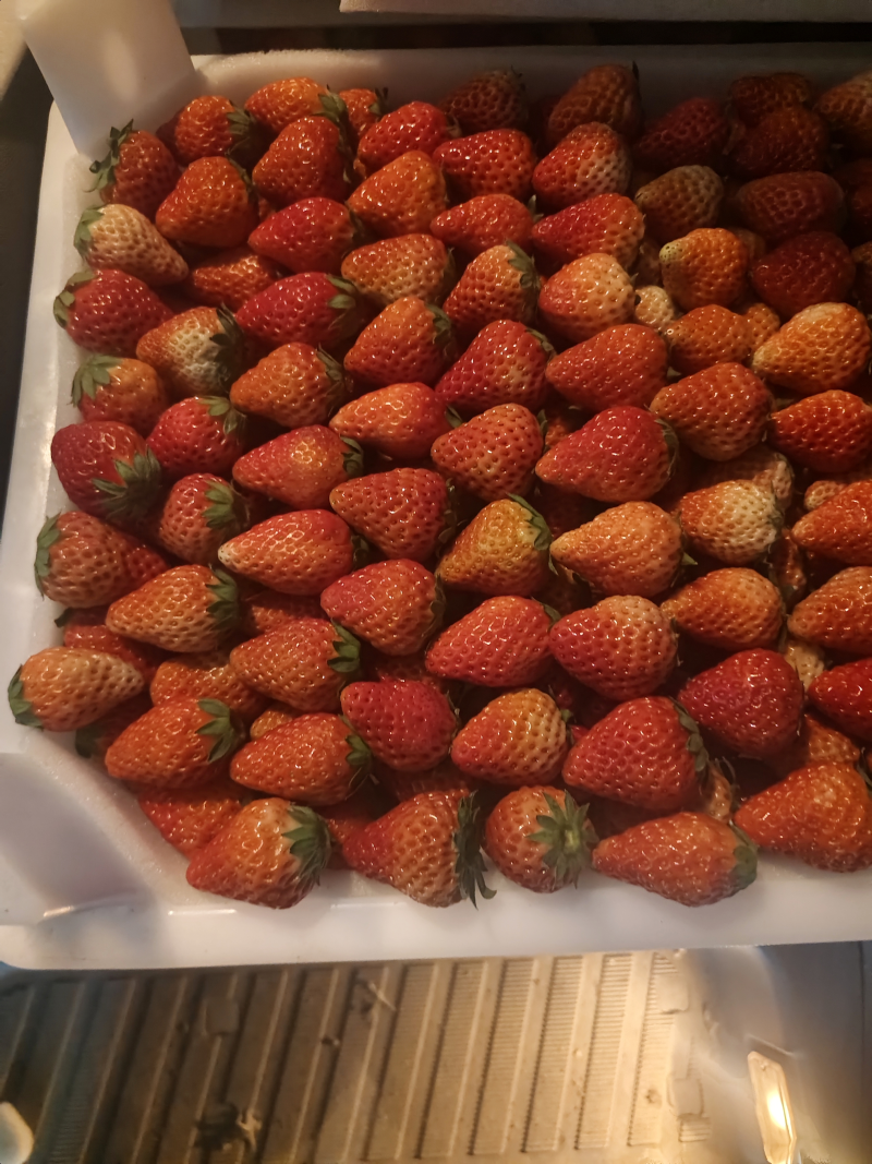 红颜草莓精品发货价格合理有要的老板进店联系我