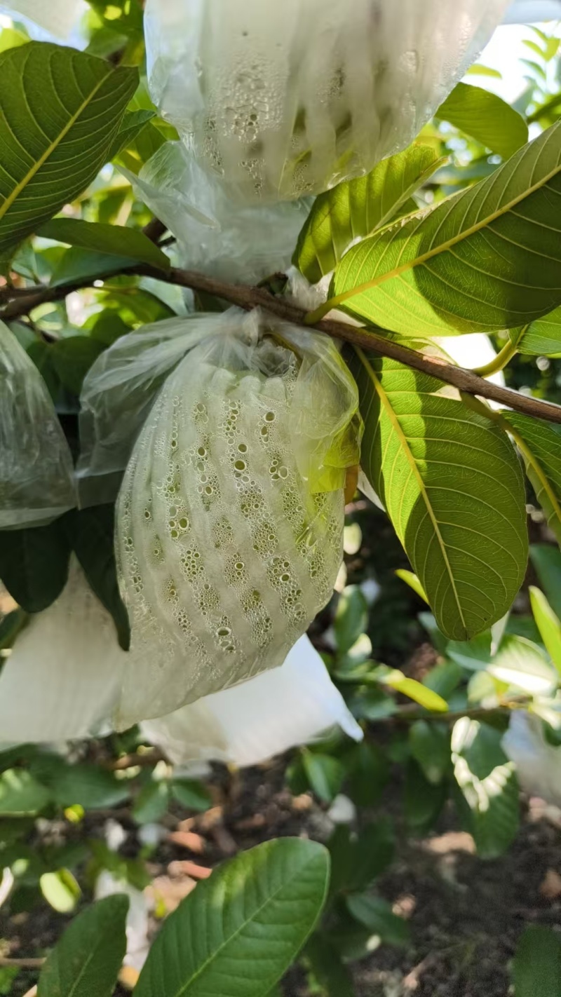 大宗批发芭乐当季鲜果，带箱50斤起批。1000斤