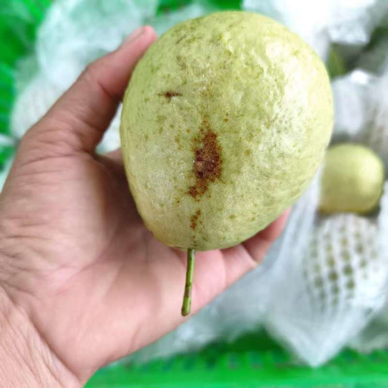 红心芭乐花皮果产地一手货源（量大从优）对接批发榨汁厂欢迎电联