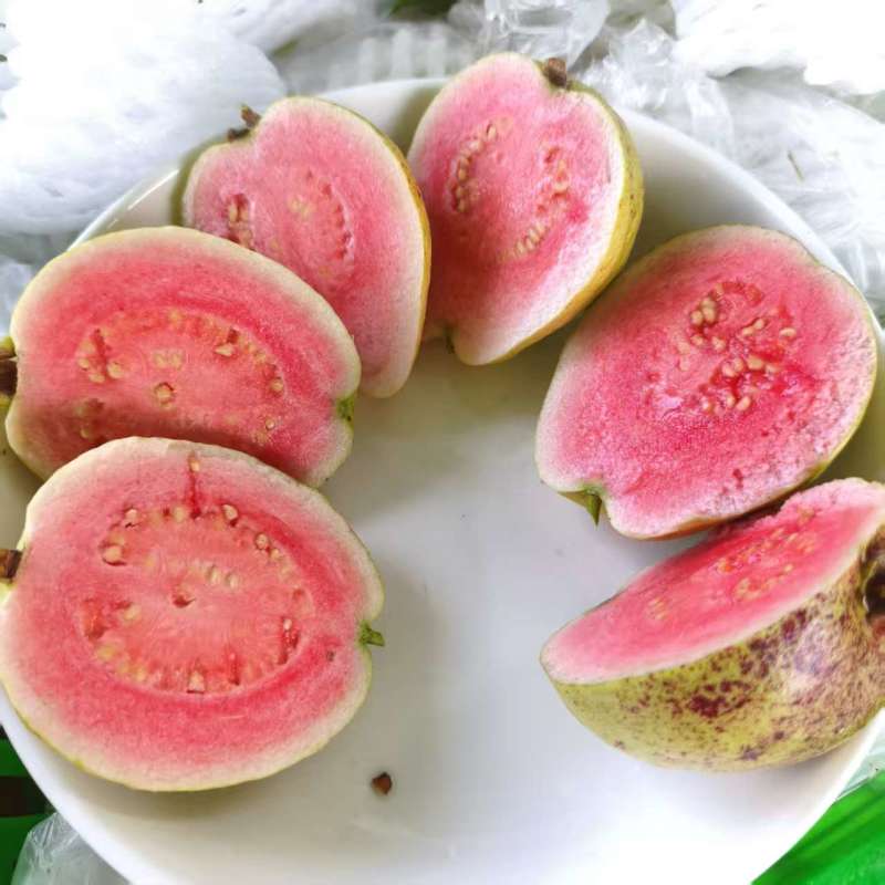 红心芭乐花皮果产地一手货源（量大从优）对接批发榨汁厂欢迎电联