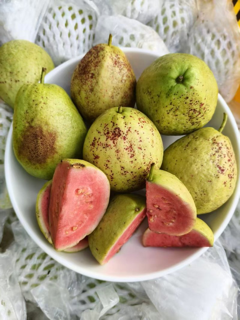 红心芭乐花皮果产地一手货源（量大从优）对接批发榨汁厂欢迎电联