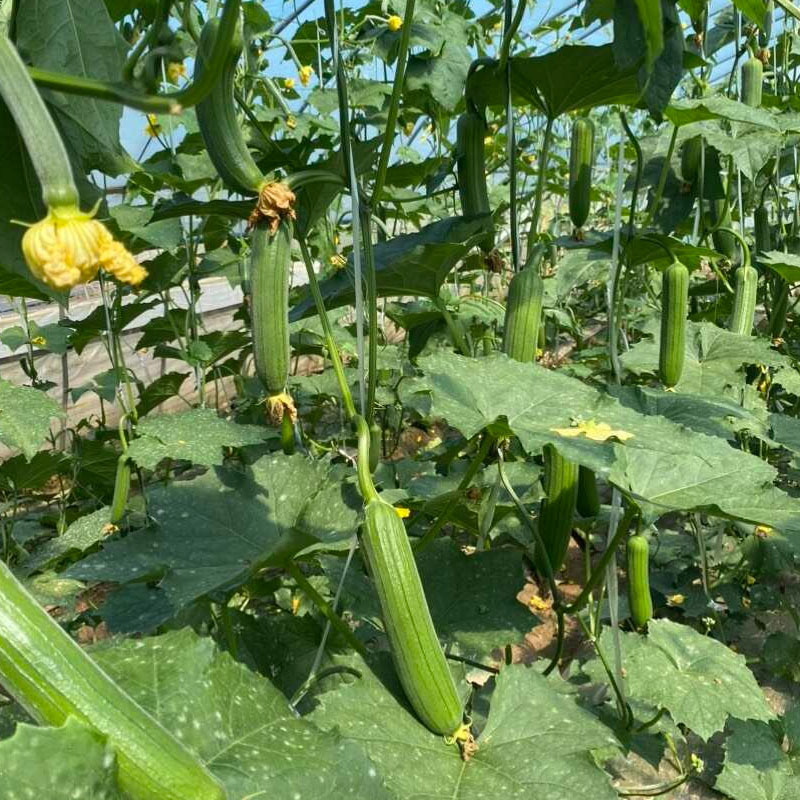 绿宝奶油丝瓜种子油亮型抗寒耐热节节有瓜基地专用型