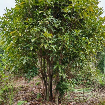 【热卖中】多杆纵生丹桂树3米冠幅15公分桂花树工程苗木