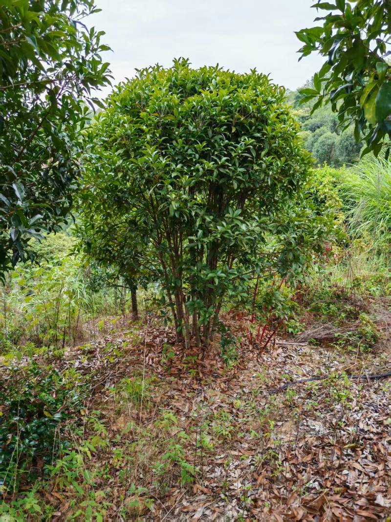【热卖中】多杆纵生丹桂树3米冠幅15公分桂花树工程苗木
