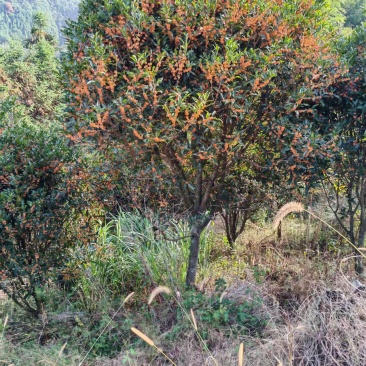 【基地直发】丹桂树16公分桂花树红花丹桂截杆桂花树工程