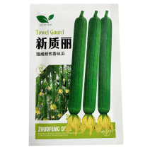 新质丽丝瓜种子强雌耐热香丝瓜早熟高产基地种植