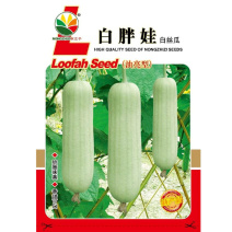 白胖娃肉丝瓜种子早熟奶油香丝瓜短棒形节节有瓜肉紧实