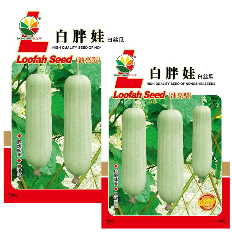 白胖娃肉丝瓜种子早熟奶油香丝瓜短棒形节节有瓜肉紧实