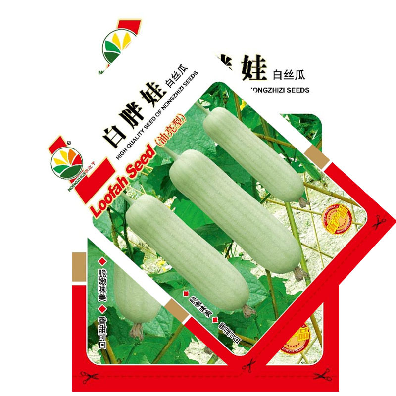 白胖娃肉丝瓜种子早熟奶油香丝瓜短棒形节节有瓜肉紧实