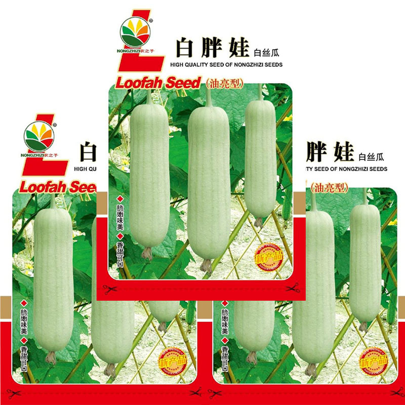 白胖娃肉丝瓜种子早熟奶油香丝瓜短棒形节节有瓜肉紧实