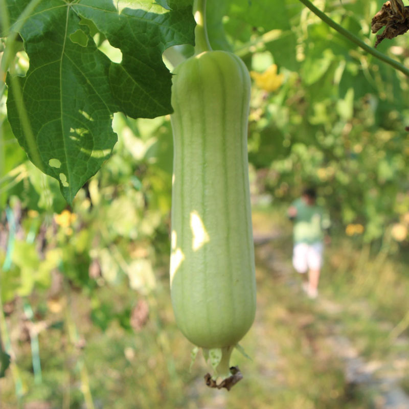 白胖娃肉丝瓜种子早熟奶油香丝瓜短棒形节节有瓜肉紧实