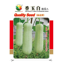 香玉白丝瓜种子白肉丝瓜油亮早熟耐热节节有瓜基地型
