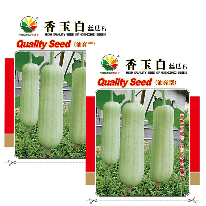 香玉白丝瓜种子白肉丝瓜油亮早熟耐热节节有瓜基地型