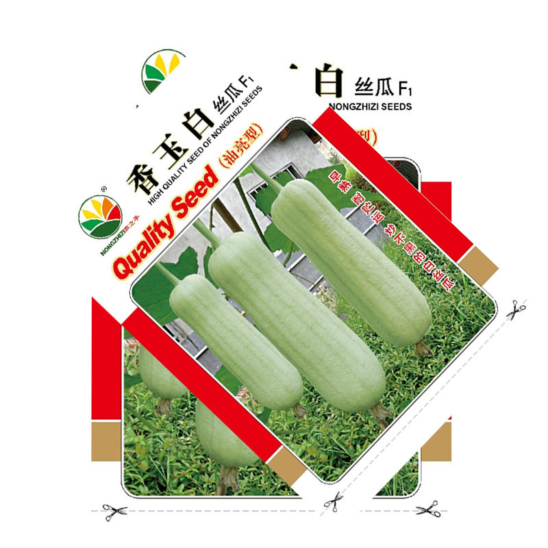 香玉白丝瓜种子白肉丝瓜油亮早熟耐热节节有瓜基地型