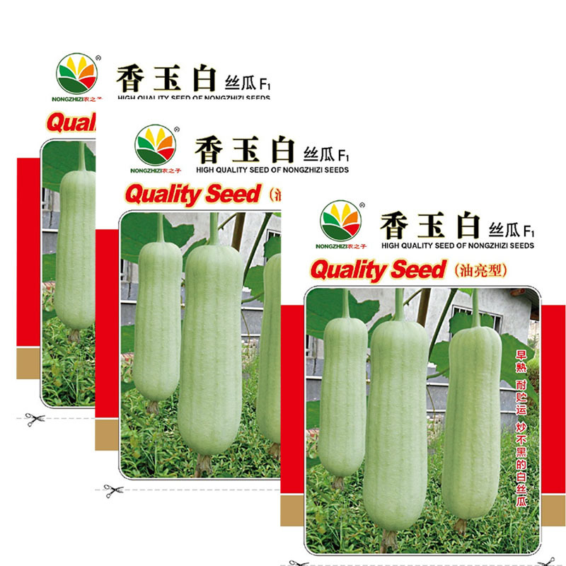 香玉白丝瓜种子白肉丝瓜油亮早熟耐热节节有瓜基地型