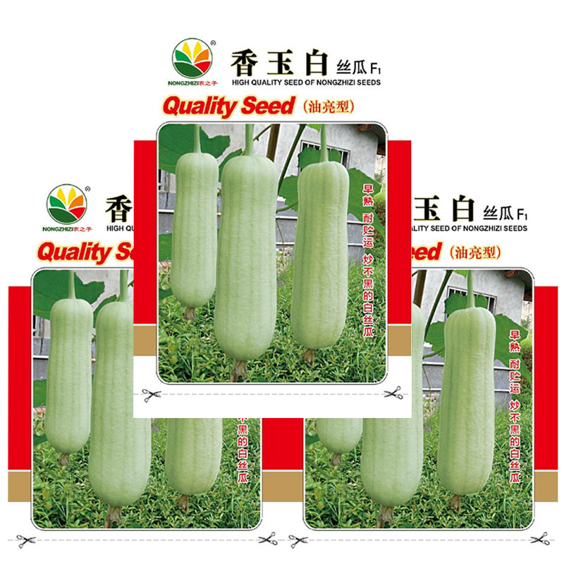 香玉白丝瓜种子白肉丝瓜油亮早熟耐热节节有瓜基地型