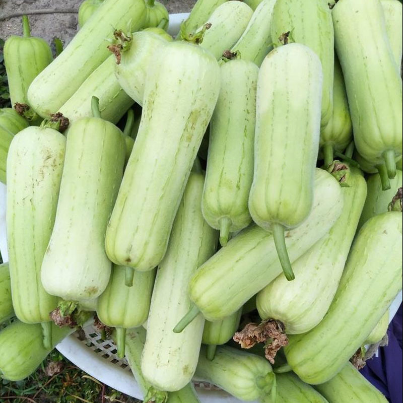 香玉白丝瓜种子白肉丝瓜油亮早熟耐热节节有瓜基地型
