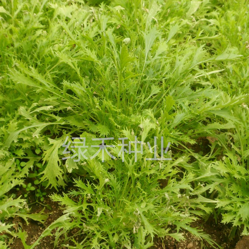 白梗千筋京水菜种子水晶菜四季速生抗旱耐抽苔青菜阳台特菜