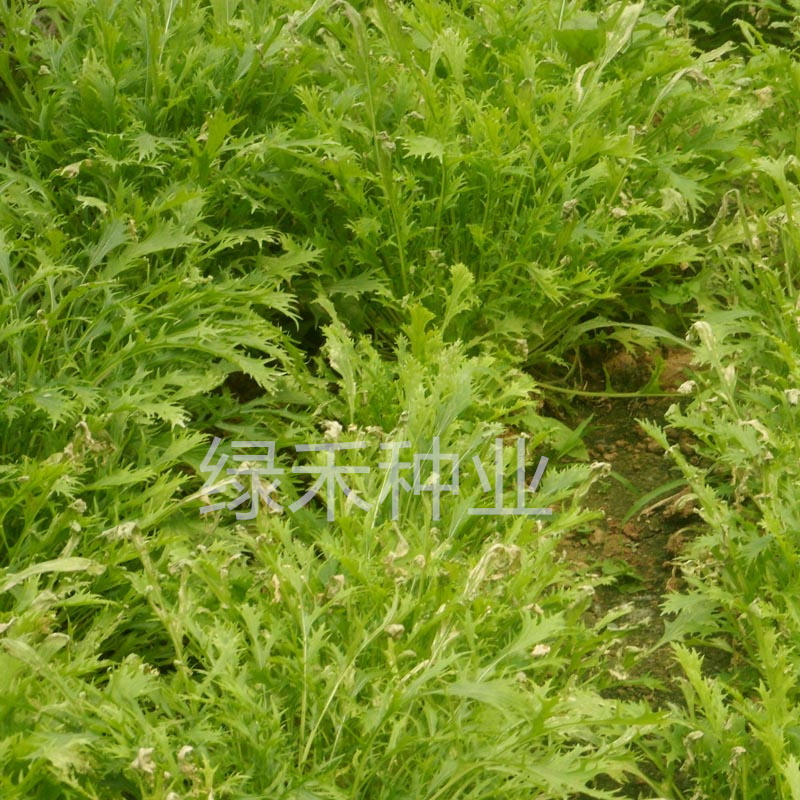 白梗千筋京水菜种子水晶菜四季速生抗旱耐抽苔青菜阳台特菜