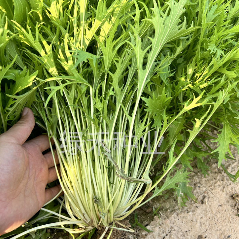白梗千筋京水菜种子水晶菜四季速生抗旱耐抽苔青菜阳台特菜