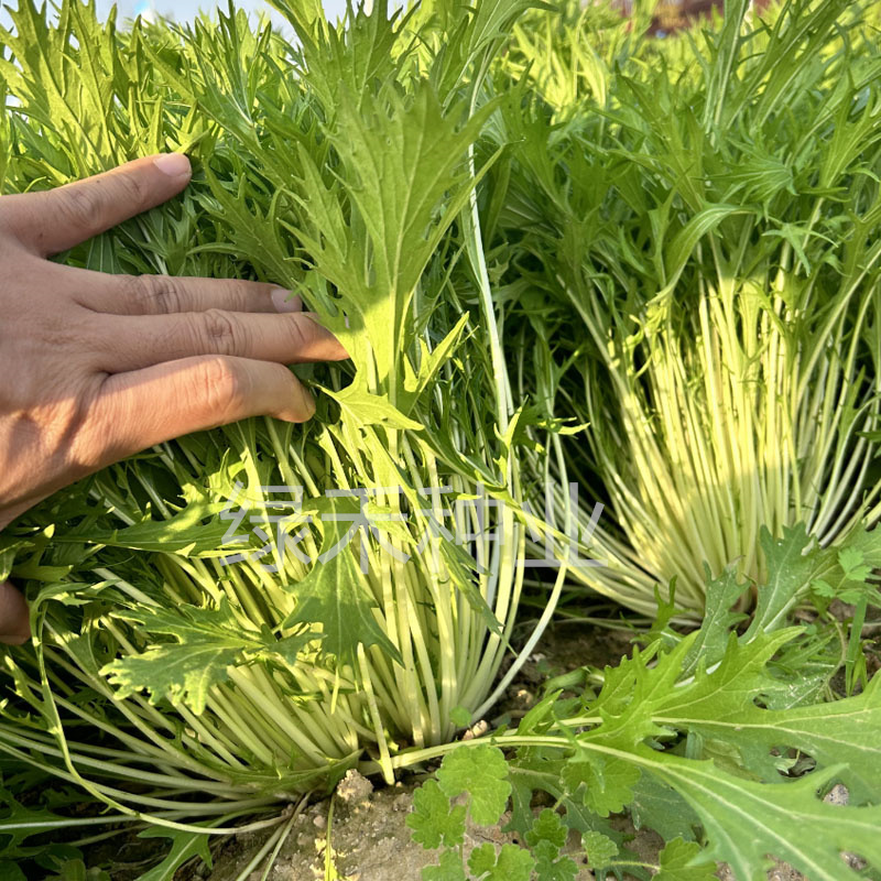 白梗千筋京水菜种子水晶菜四季速生抗旱耐抽苔青菜阳台特菜